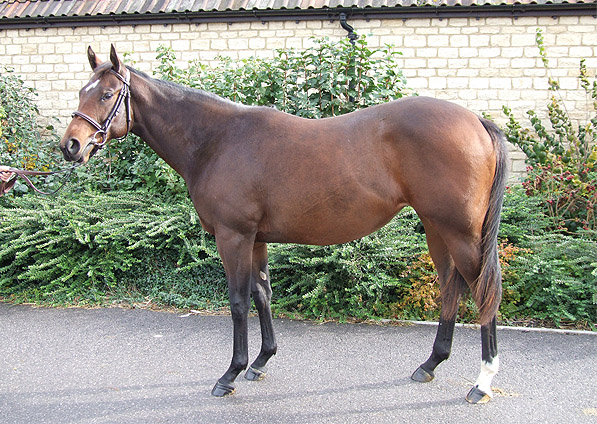  - Marju ex Baralinka filly - October 2009