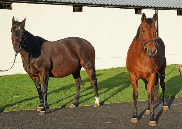  - Marlinka (left) and Zest (right) - 28 January 2020