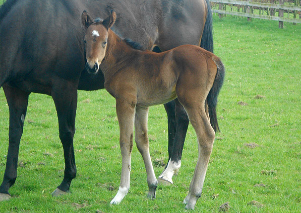  - Excelebration ex Marlinka filly - April 2014 - 3