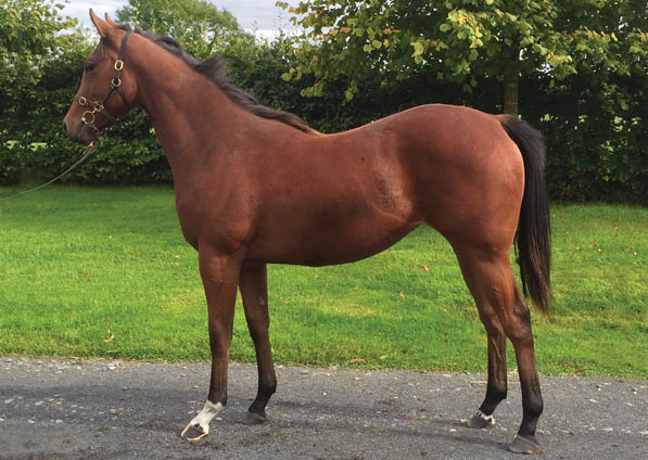  - Excelebration ex Marlinka filly - September 2015