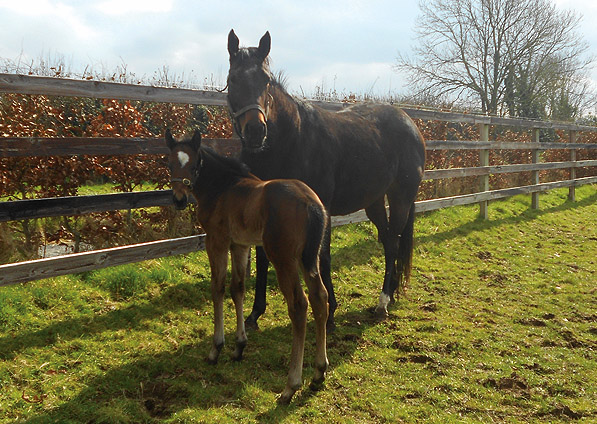  - Marlinka and her Acclamation filly - April 2013 - 1