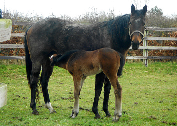  - Marlinka and her Acclamation filly - April 2013 - 2