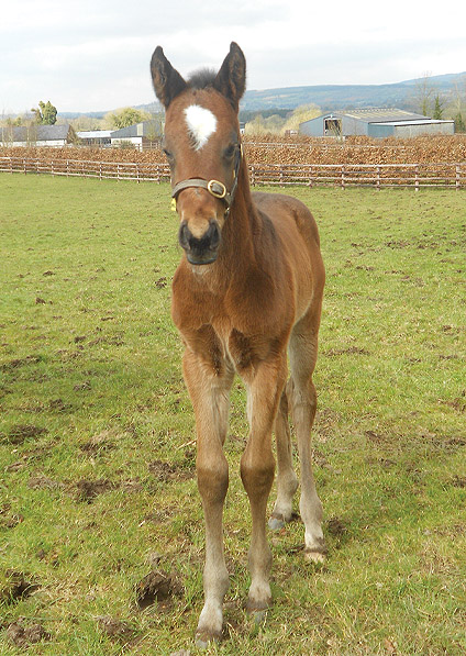  - Acclamation ex Marlinka filly - April 2013 - 1