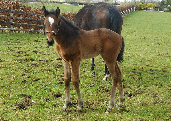  - Acclamation ex Marlinka filly - April 2013 - 2