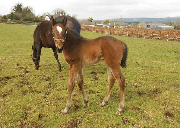  - Acclamation ex Marlinka filly - April 2013 - 3