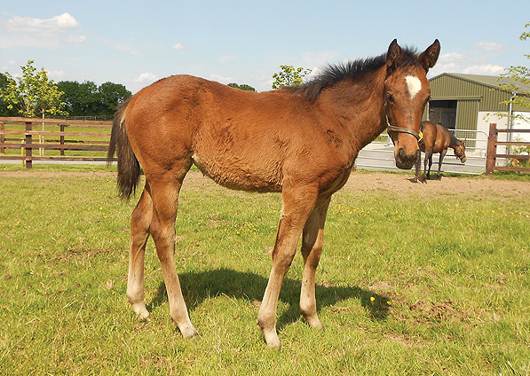  - Acclamation ex Marlinka filly - June 2013 - 1