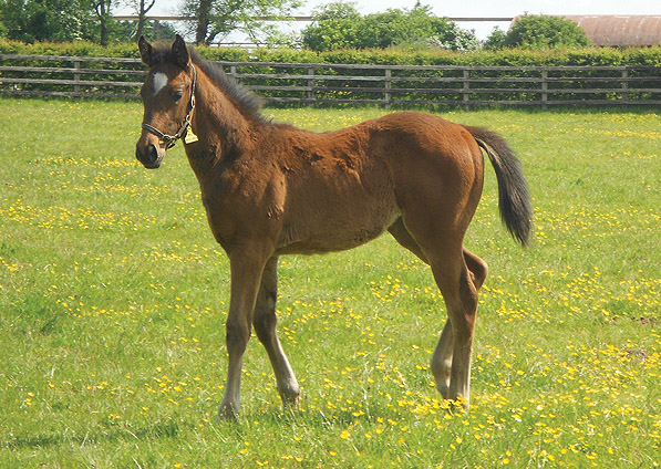  - Acclamation ex Marlinka filly - June 2013 - 2