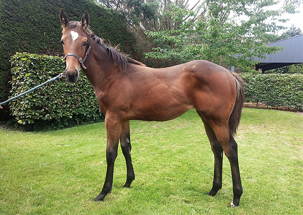  - Acclamation ex Marlinka filly - August 2013