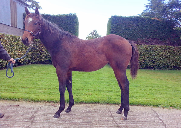  - Acclamation ex Marlinka filly - October 2013