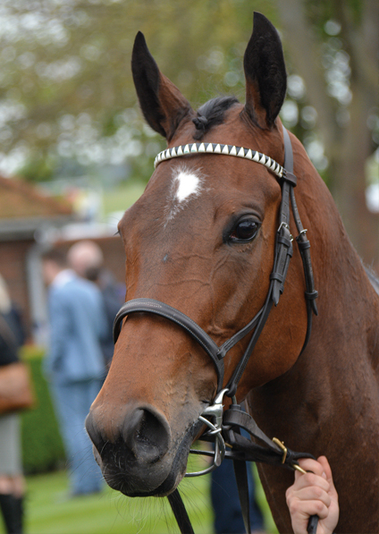  - Marsha at Newmarket - 6 May 2017