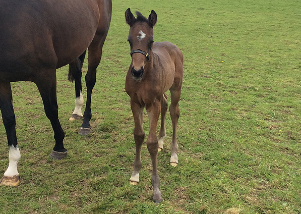  - Kodiac ex Kind Of Hush Colt - 20 April 2017