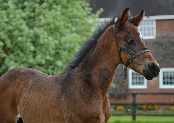  - Kodiac ex Kind Of Hush Colt - 29 April 2017