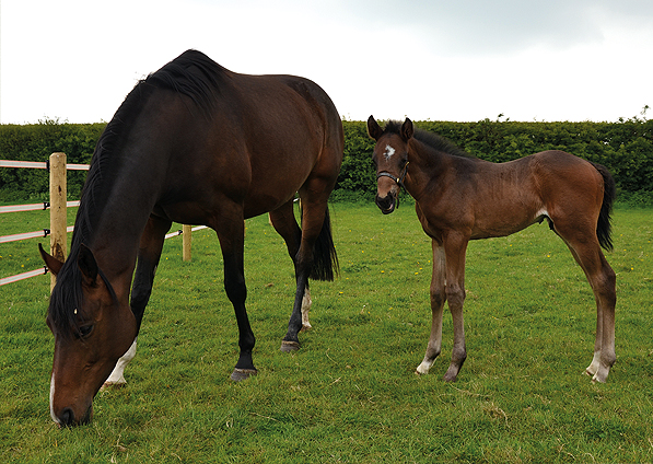  - Kodiac ex Kind Of Hush Colt - 29 April 2017