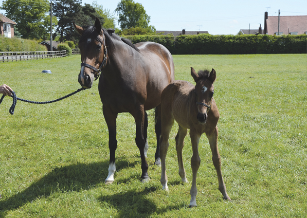  - Kind Of Hush ex Kodiac colt - 3 June 2017