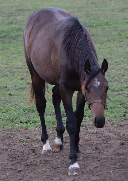  - Kodiac Ex Kind Of Hush Yearling - 28 August 2018