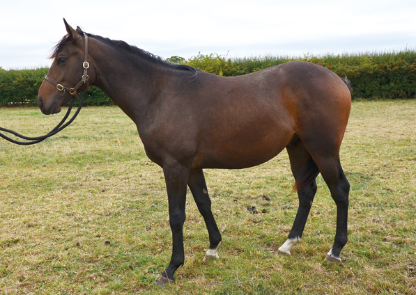  - Kodiac Ex Kind Of Hush Yearling - 7 September 2018