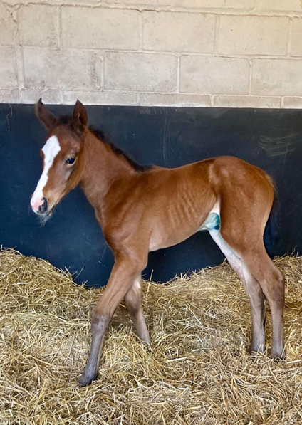  - Ulysses ex Kind Of Hush filly - 28 April 2021