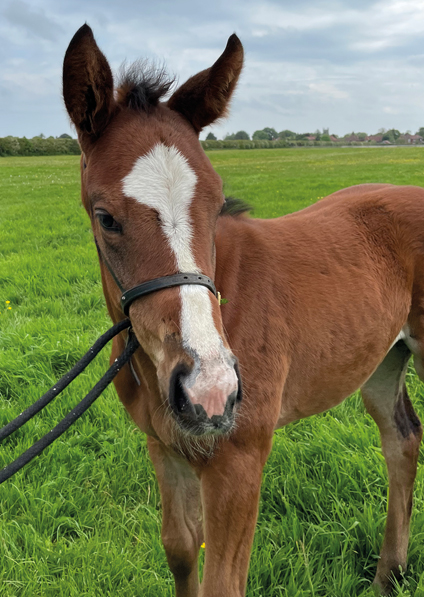  - Ulysses ex Kind Of Hush filly - 3 June 2021