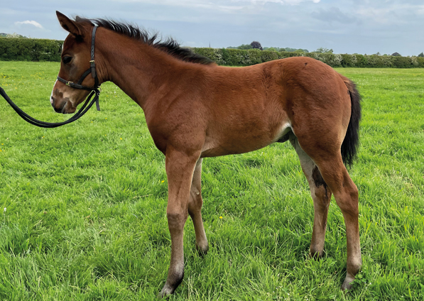  - Ulysses ex Kind Of Hush filly - 3 June 2021