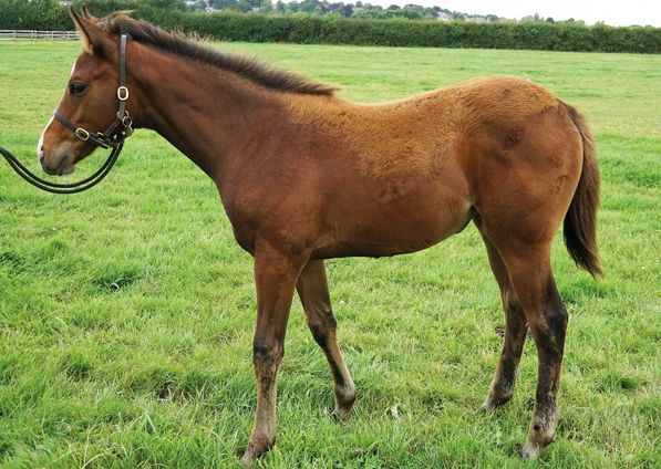  - Ulysses ex Kind Of Hush filly - 11 August 2021