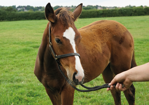  - Ulysses ex Kind Of Hush filly - 11 August 2021