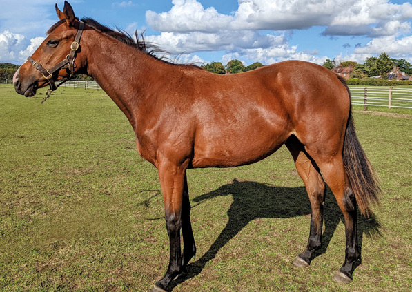  - Ulysses ex Kind Of Hush Filly - 13 September 2022