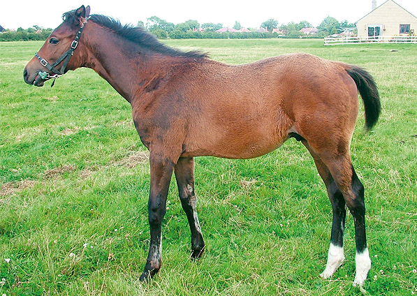  - Sulamani ex Kabayil colt July 2007