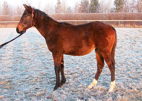  - Sulamani ex Kabayil colt - December 2007 - 1