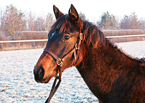  - Sulamani ex Kabayil colt - December 2007 - 2