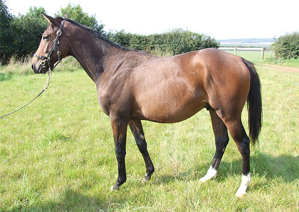  - Sulamani ex Kabayil colt - September 2008