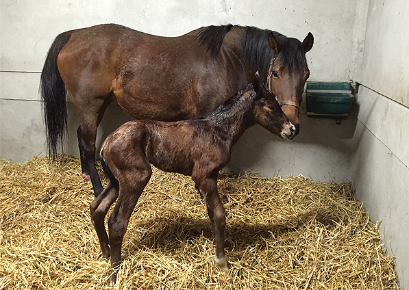  - Pour Moi ex Sistine Colt - 23 February 2016