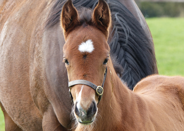  - Pour Moi ex Sistine Colt - 23 March 2016