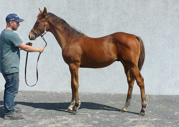  - Pour Moi ex Sistine Colt - 21 July 2016