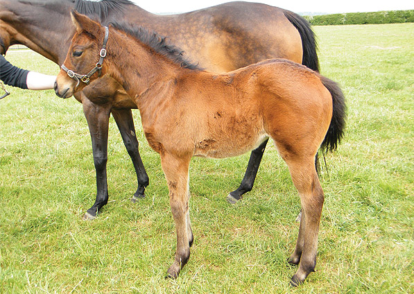  - Oasis Dream ex Ffestiniog filly - May 2010