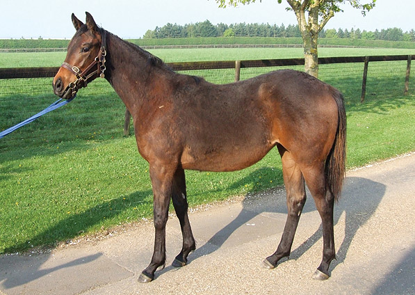  - Oasis Dream ex Ffestiniog filly - April 2011