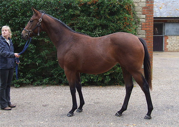  - Oasis Dream ex Ffestiniog filly - September 2011