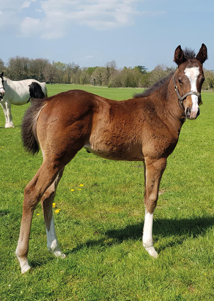  - Churchill ex Madison colt - 9 May 2021