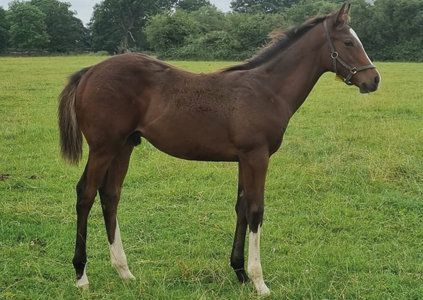  - Churchill ex Madison colt - 25 July 2021