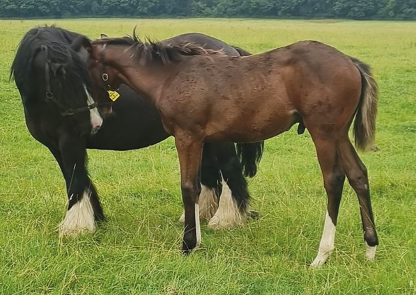  - Churchill ex Madison and foster mare Ruby - 25 July 2021