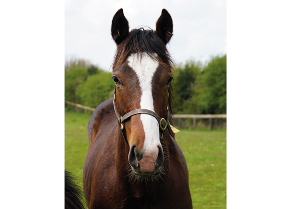  - Churchill ex Madison colt - 27 April 2022