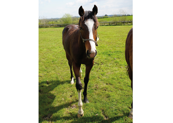  - Churchill ex Madison colt - 27 April 2022