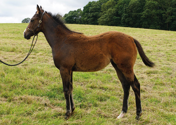  - Oasis Dream ex Loretta filly - 20 July 2023