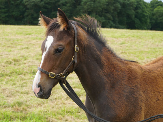  - Oasis Dream ex Loretta filly - 20 July 2023