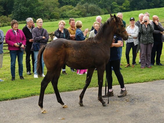  - Oasis Dream ex Loretta filly - 17 August 2023