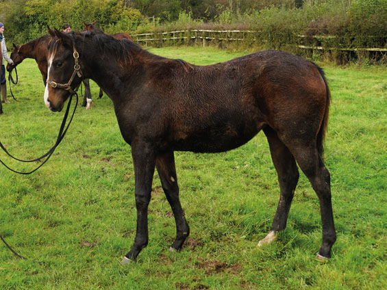  - Oasis Dream ex Loretta filly - 26 October 2023