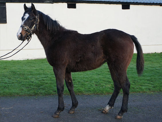  - Oasis Dream ex Loretta filly - 5 January 2024