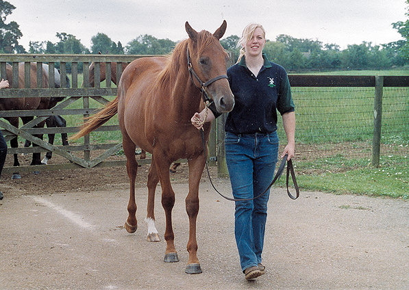  - Desert Prince ex Ffestiniog filly - November 2004