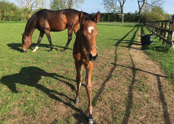  - Dutch Art ex Kind Of Hush filly - 5 May 2018