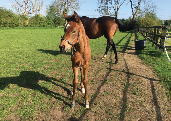  - Dutch Art ex Kind Of Hush filly - 5 May 2018