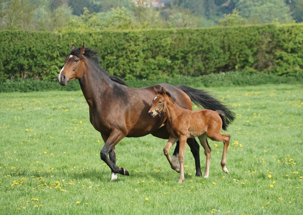  - Kind Of Hush and her Dutch Art filly - 12 May 2018